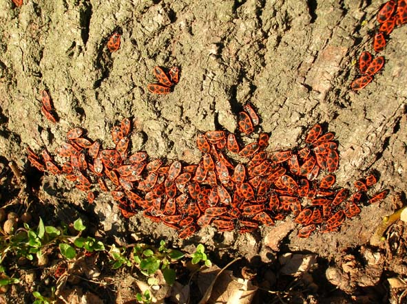 Pyrrhocoris apterus e Orthetrum coerulescens